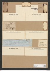 Diatomeae indet. Zeichnungen Sammlung Grunow Nr. 5134 (NHMW-BOT-W0373445)